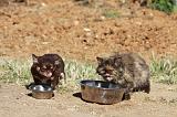MANGER CHIEN ET CHAT 005